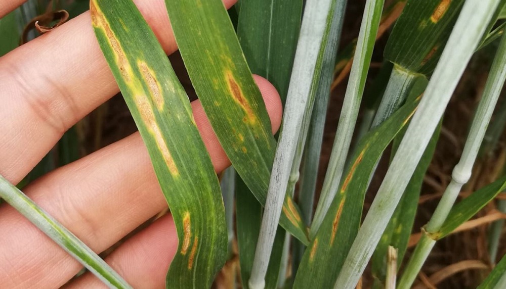 Inspecting septoria tritici symptoms on wheat leaves in July