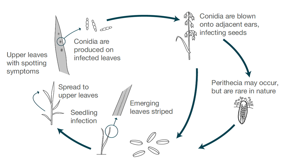 Leaf spot infection and symptoms in oats | AHDB