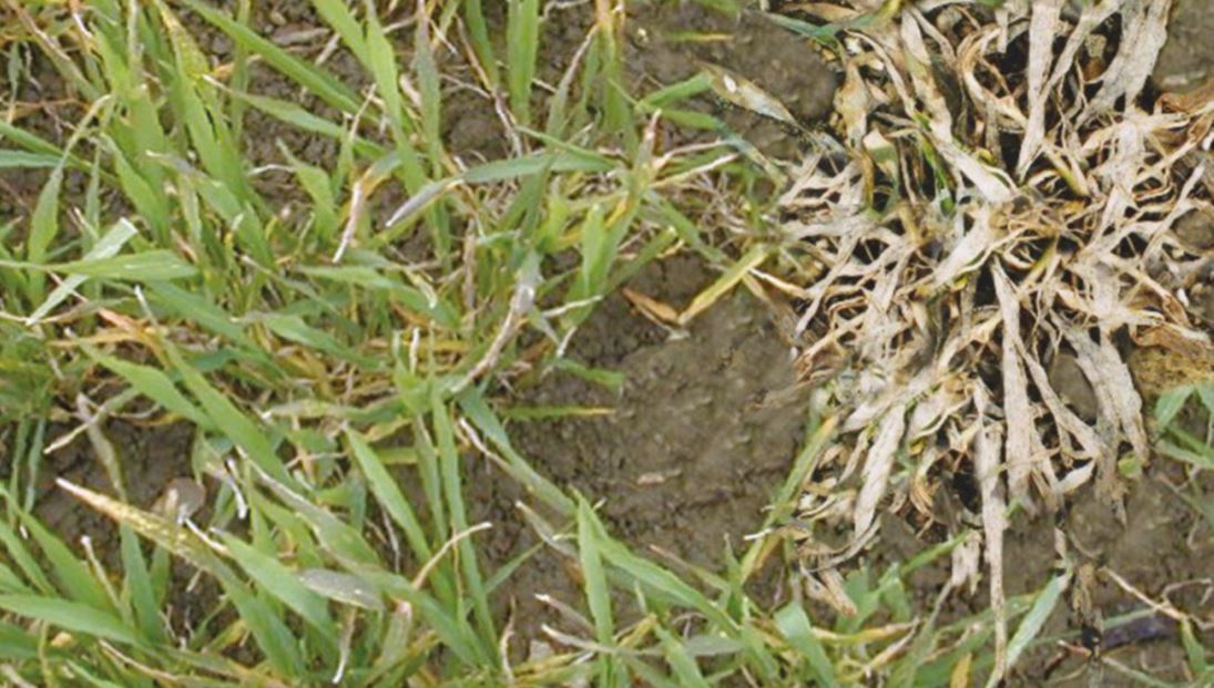 Symptoms of (pink) snow mould disease in cereals | AHDB