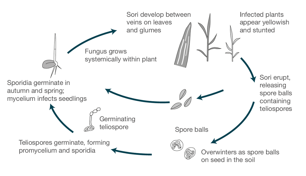 Symptoms of stripe smut disease in rye | AHDB