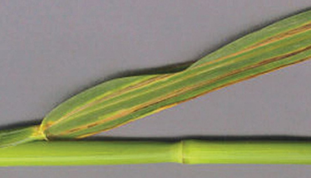 Symptoms of stripe smut disease in rye | AHDB