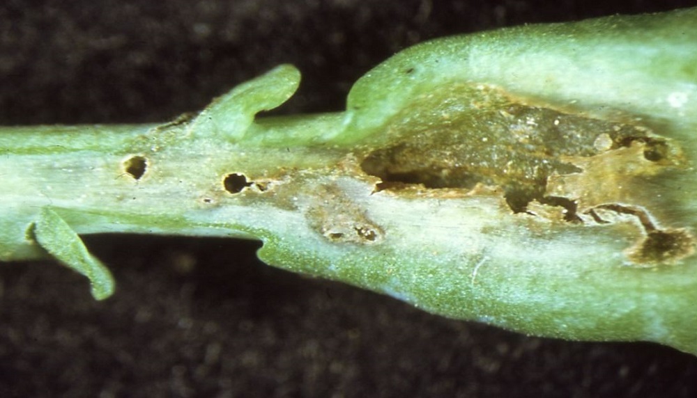 Cabbage stem flea beetle damage to the petiole of oilseed rape