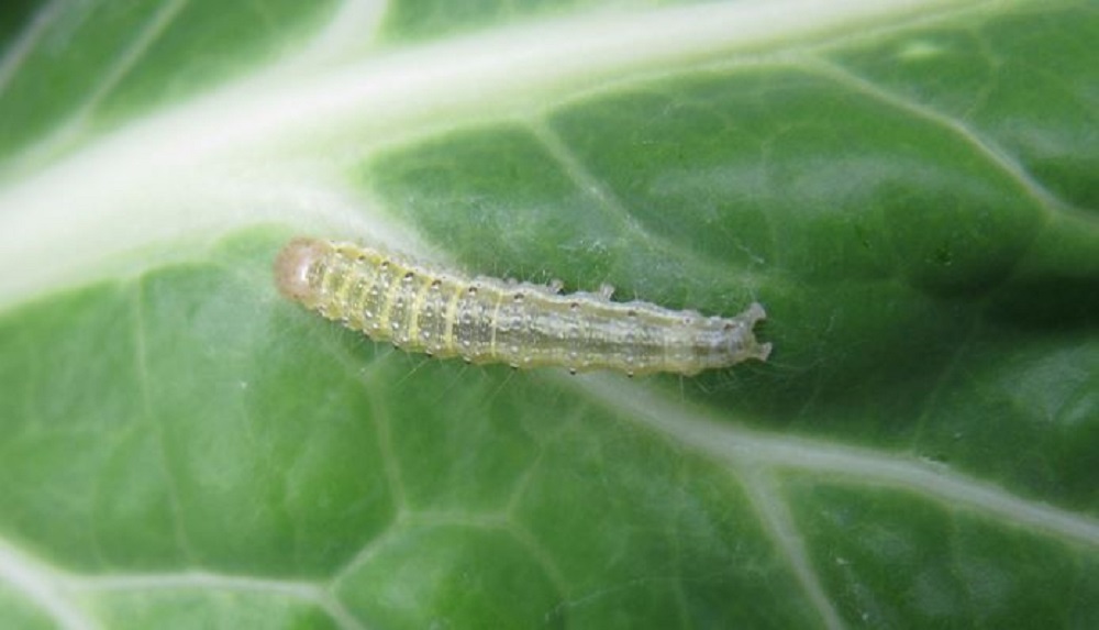 Biology of the garden pebble moth and damage caused to brassicas | AHDB