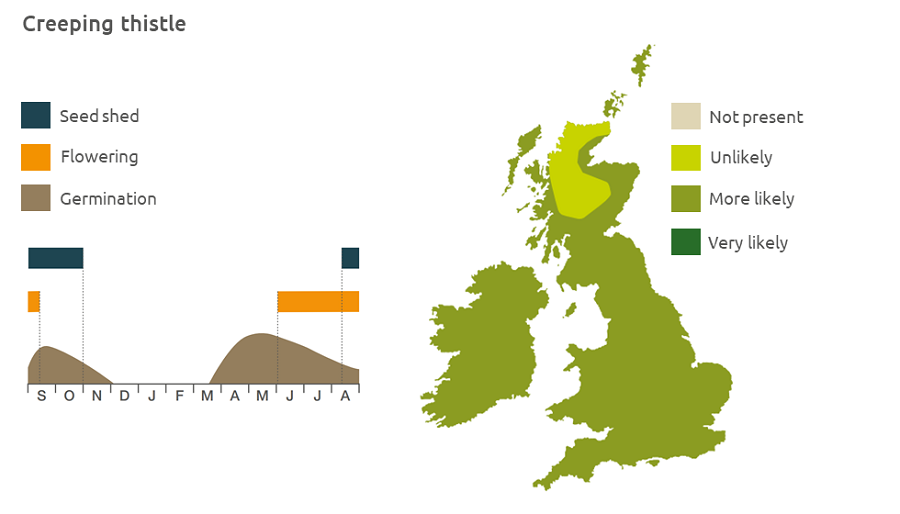 Distribution and biology of creeping thistle in the UK | AHDB