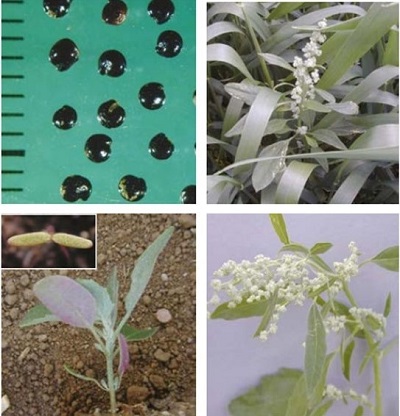 anaheim chili plant Anaheim Pepper | Spicy, tangy and Versatile main image 1