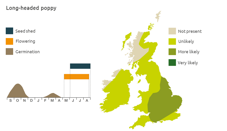 Distribution and biology of long-headed poppy in the UK | AHDB