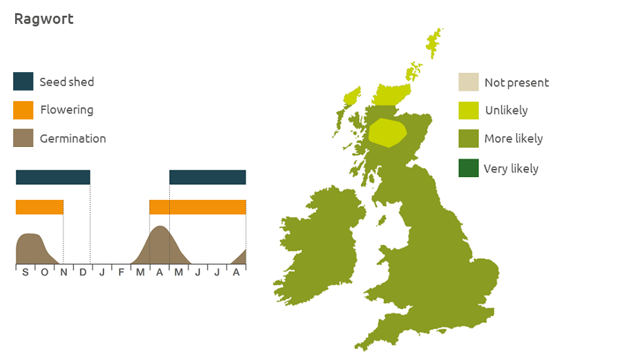 Distribution and biology of ragwort in the UK | AHDB