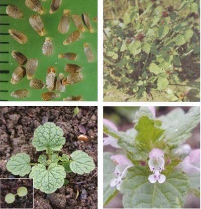 Distribution and biology of red dead-nettle in the UK | AHDB