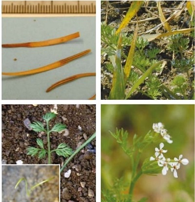 Distribution and biology of shepherd’s-needle in the UK | AHDB