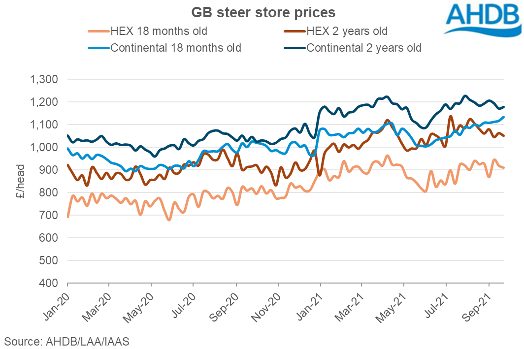 Strength continues in store cattle and sheep prices | AHDB