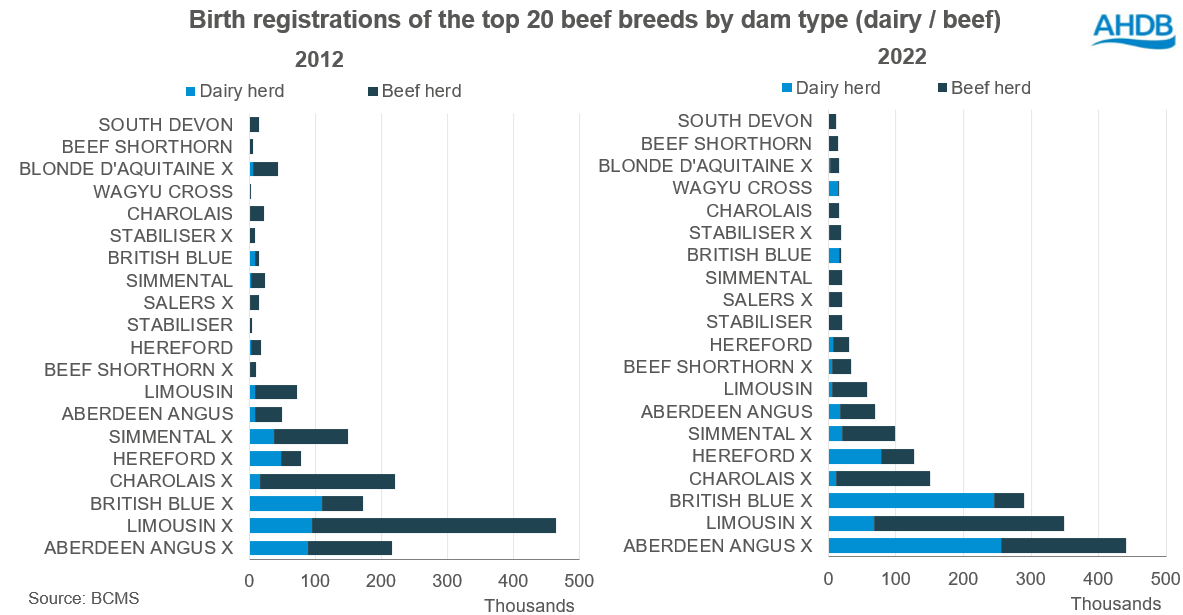 Birth registrations of the top 20 beef breeds by dam type (dairy non dairy) 2012vs2022
