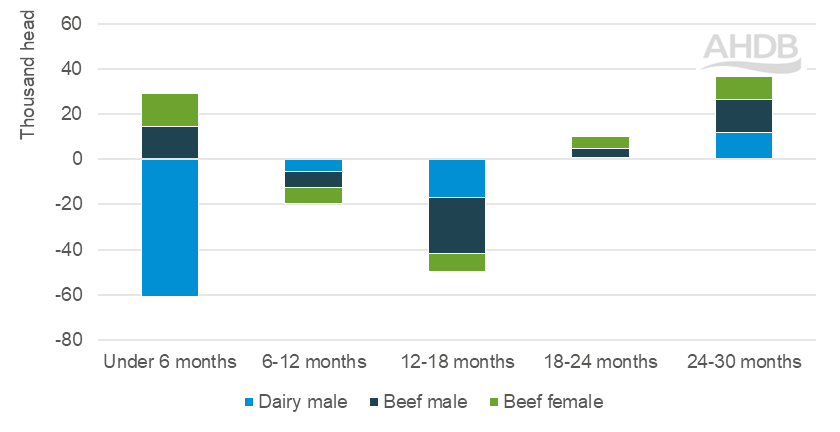 Chart showing year-on-year change in cattle numbers on the ground in Ireland by category and age