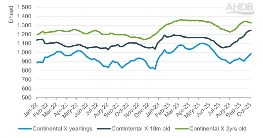 Store Cattle Graph Store cattle market update: Prices climb into autumn | AHDB