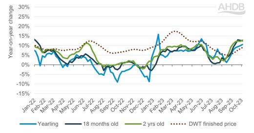 Store Cattle Graph Store cattle market update: Prices climb into autumn | AHDB