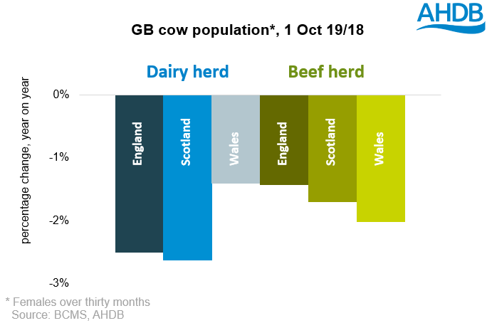 Cattle numbers decline in Great Britain | AHDB