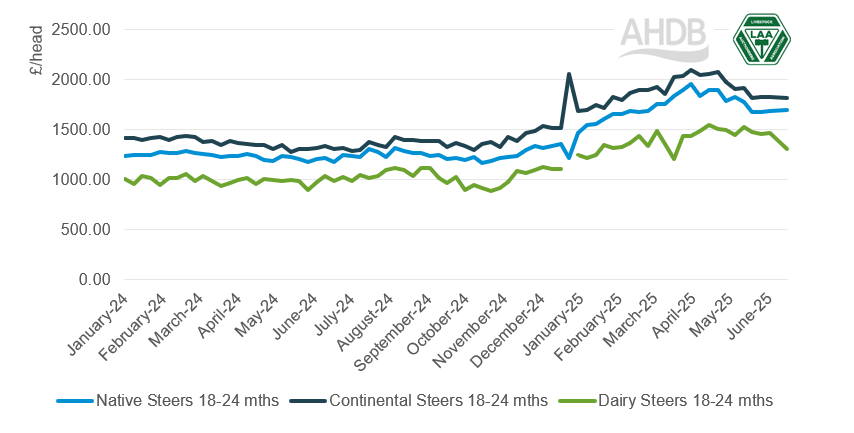 Store Cattle Graph Store cattle price inflation remains above the deadweight market | AHDB