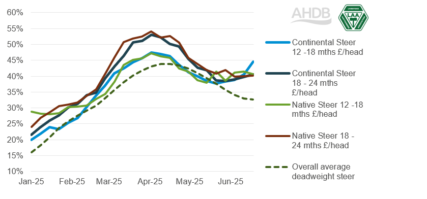 Store Cattle Graph Store cattle price inflation remains above the deadweight market | AHDB