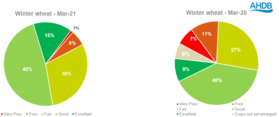 winter%20wheat%20070421.PNG