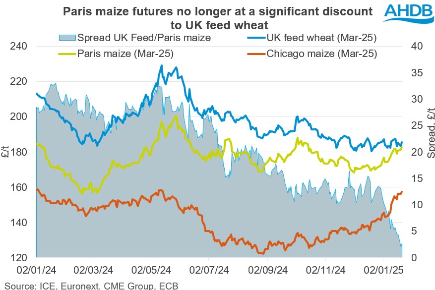 Chart1 UK feed wheat vs Maize 22 01 202572