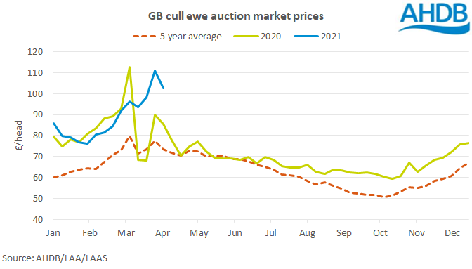 Cull ewe throughputs increasing, but remain low | AHDB