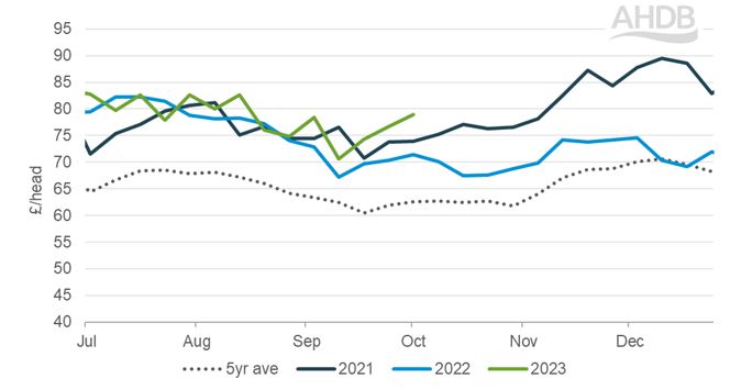 Sheep market update: prices hold firm throughout October | AHDB