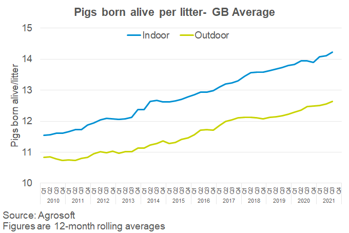 GB average pigs born alive per litter over time