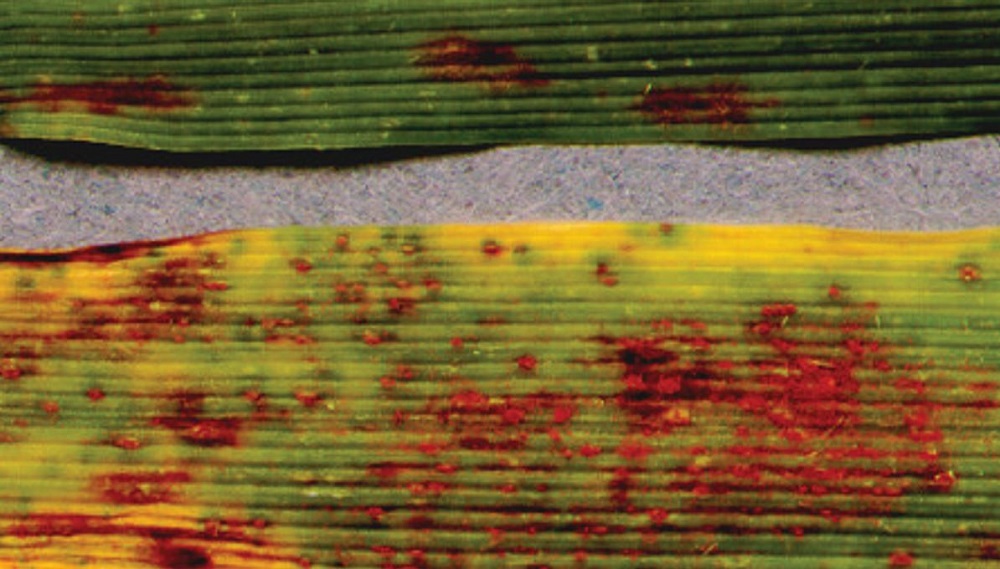 Improving crop immunity to foliar diseases by exploitation of the ...