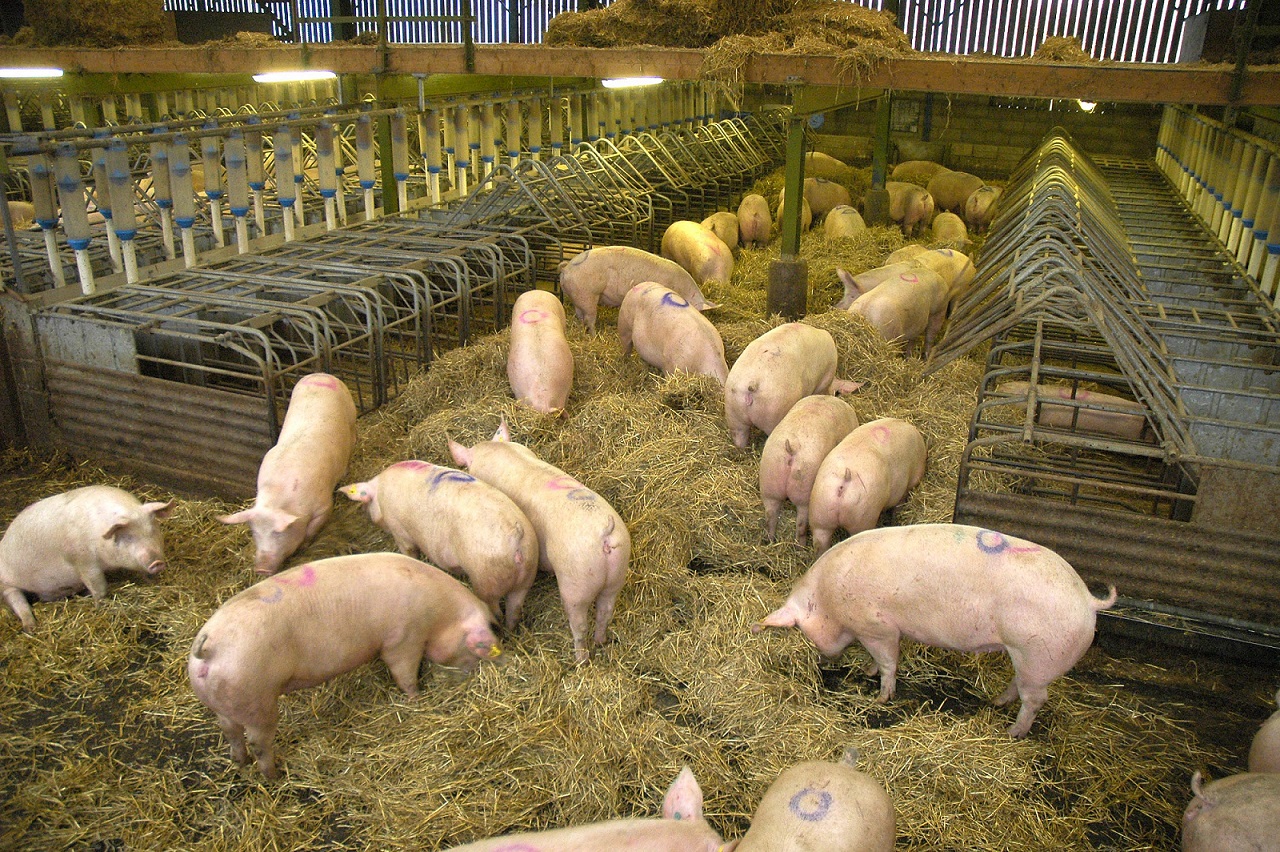 A group of dry sows on straw bedding
