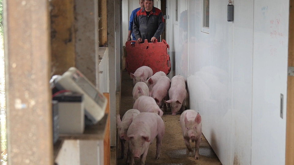Stock worker moving pigs along a walkway with a pig board