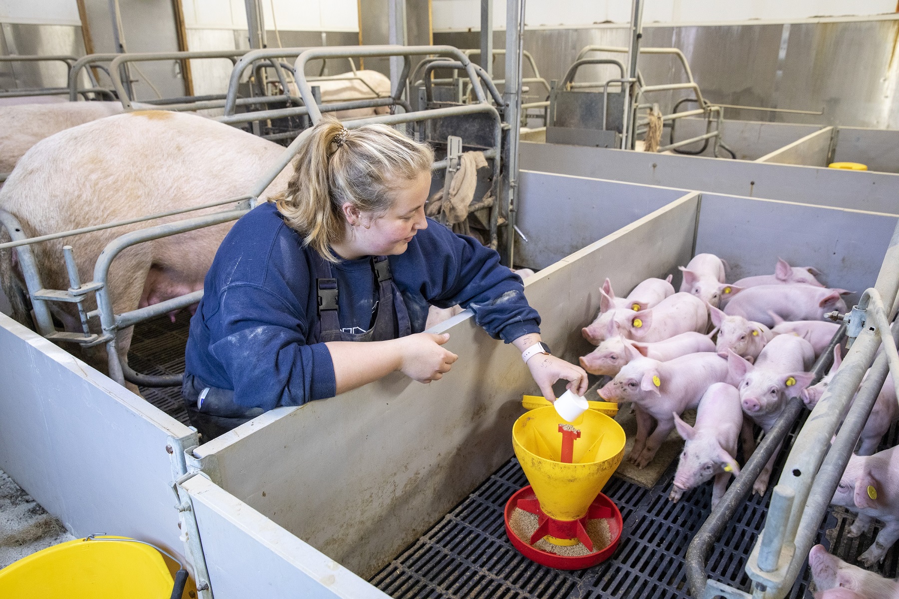 New round of stockperson training starts soon | AHDB