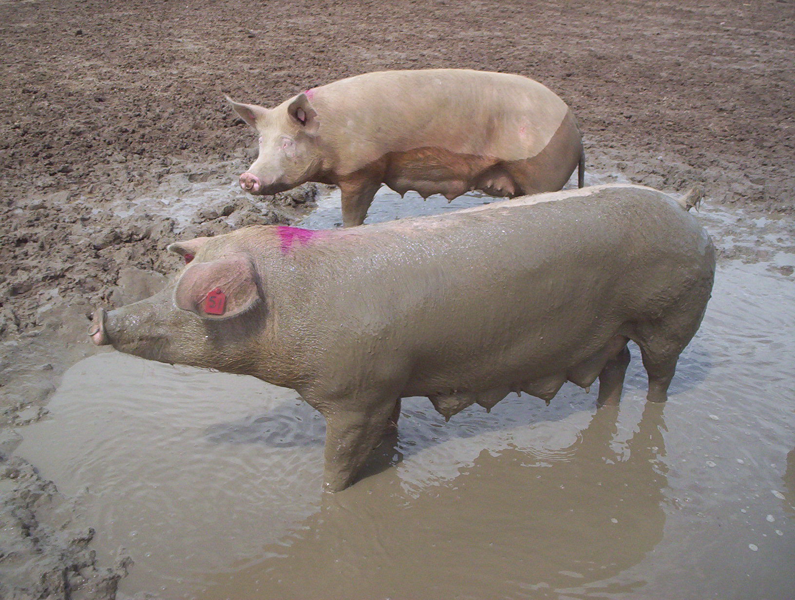 Two pigs in a wallow