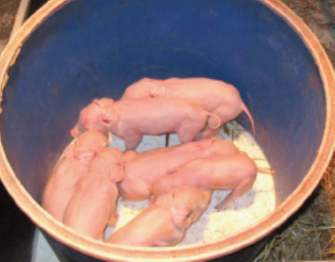 a baby's feet in a bowl
