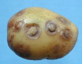 Potato Virus Y Pvy Ahdb