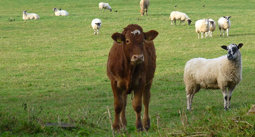 cow and sheep in field