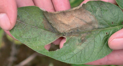 Blight sample on leaf