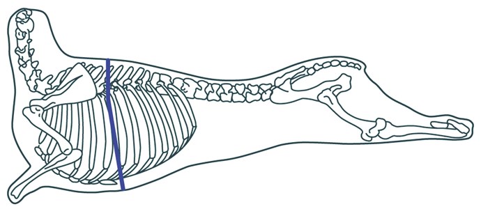 Forequarter L015