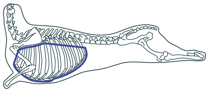 Ribs – individual | AHDB