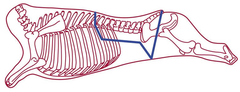 Rump and Loin bone-in | AHDB