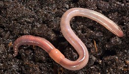 Wonder what condition your soil is in? Counting earthworms is a great indicator