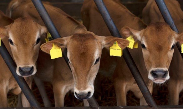 three Jersey calves in barn looking at camera