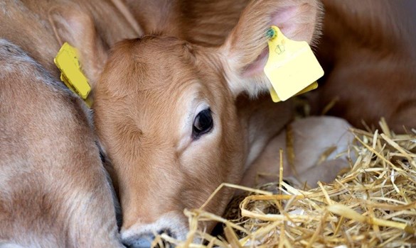 Single Jersey calf nesting in straw