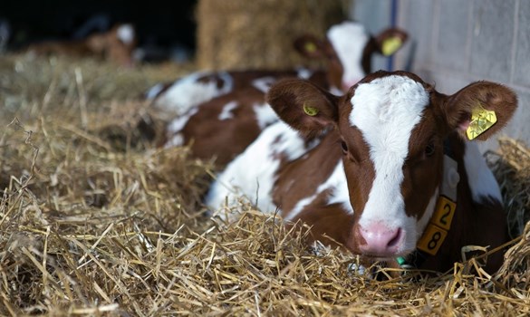 Calf lying on a bed of straw
