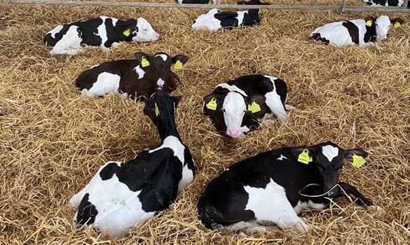 Kinross: Dairy calf management | AHDB