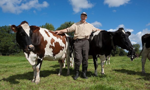 a person standing next to a group of cows