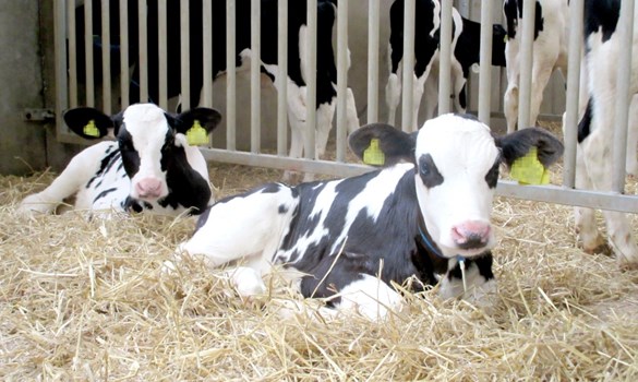 Dairy bull calves lying down on straw.