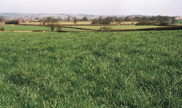 a field of green grass