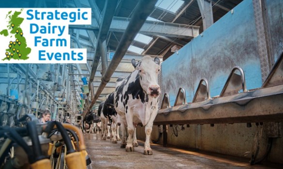 Black and white dairy cow in milking station of farm.