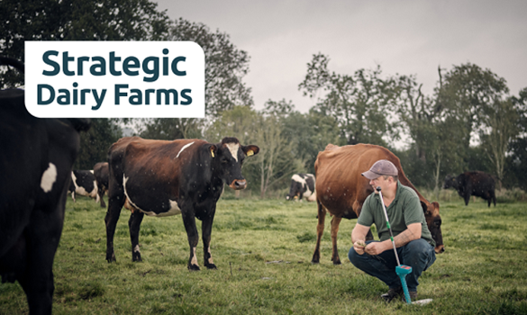 A man squatting down in a field of cows.