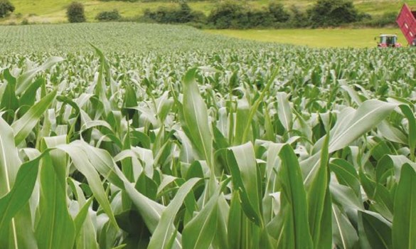 Mature maize growing in a field