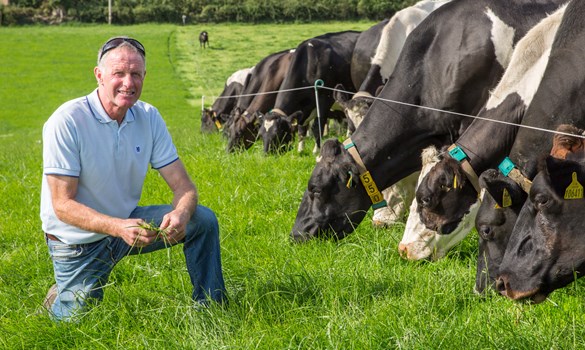 Donn Smith kneeling in front of a herd of cows
